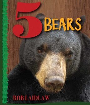 5 Bears Hot on Sale